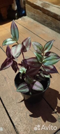 Комнатные цветы