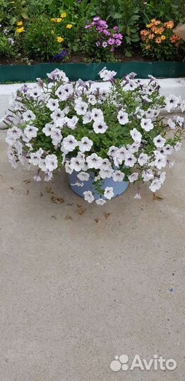 Цветы, рассада, петуния