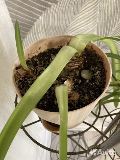 Комнатные цветы