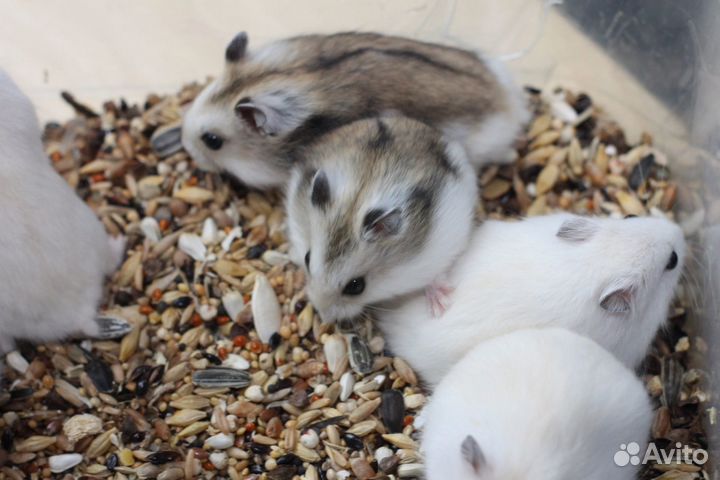 Джунгарские хомяки любовь с первого взгляда