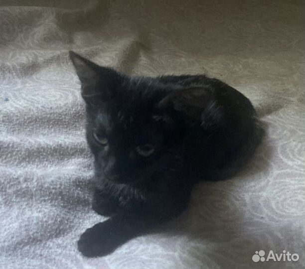 Котята в добрые руки бесплатно