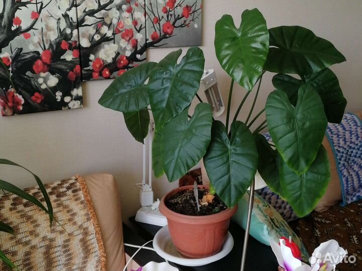 Комнатные растения, цветы