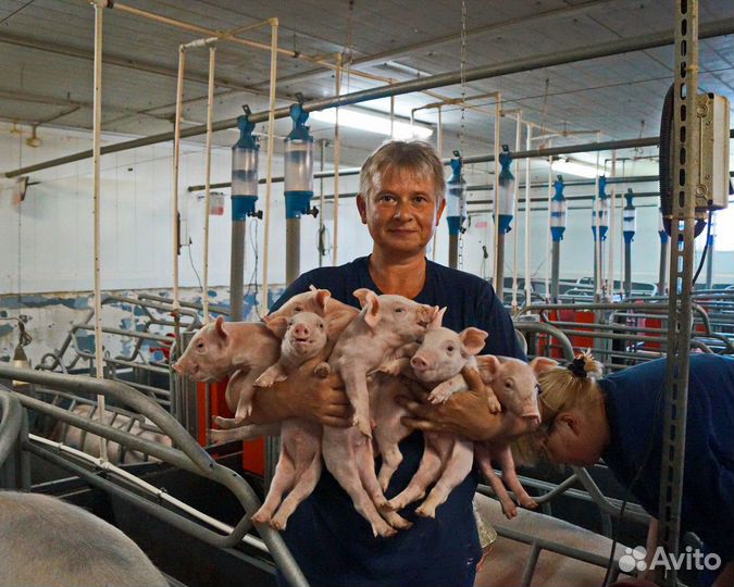 Вахта разнорабочие на свинокомплекс Тульская обл