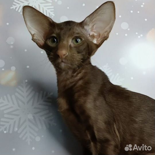 Ориентальные котята