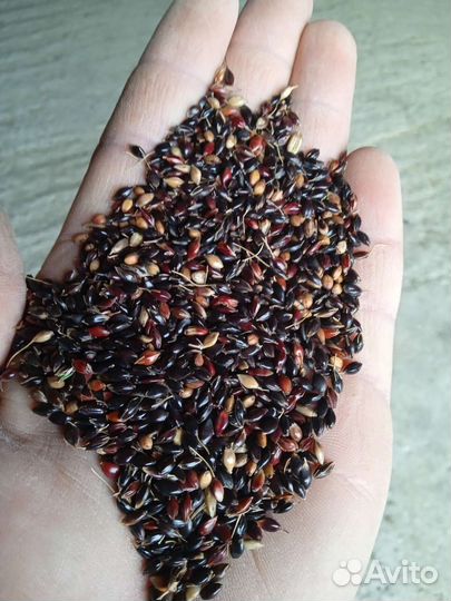 Семена суданки