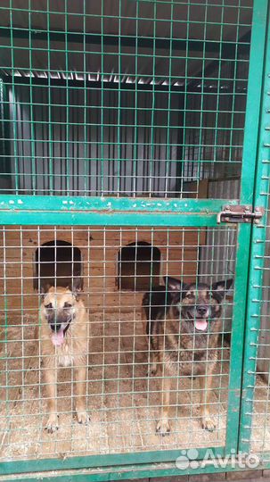 Ждут волонтеров и ответственных хозяев