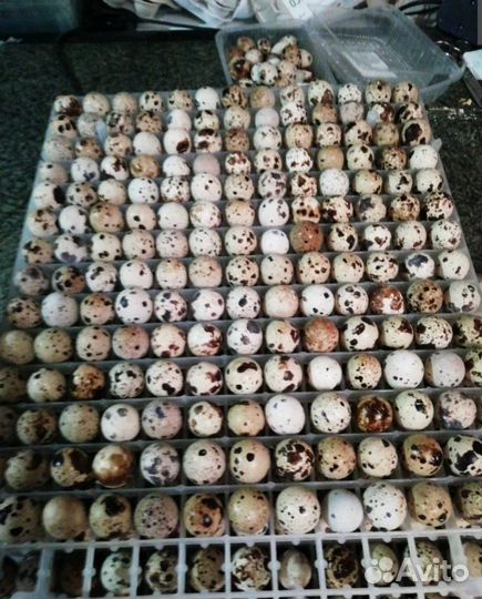 Яйца перепелиные домашние инкубационные