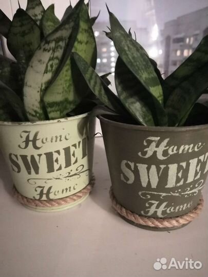 Домашние растения