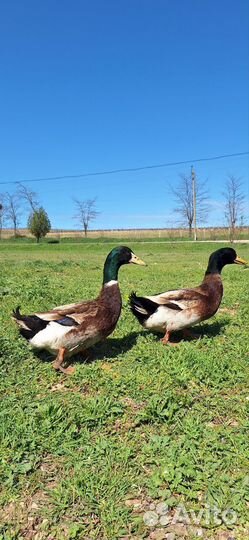 Инкубационное яйцо Утки башкирской