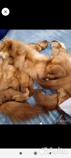 Шкурки соболя