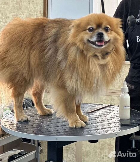 Стрижка собак бесплатно