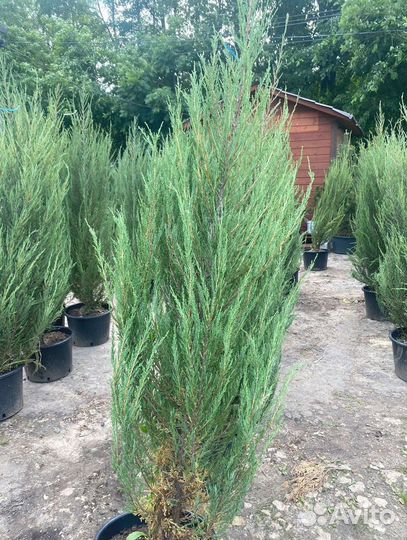 Можжевельник Блю Эрроу С3