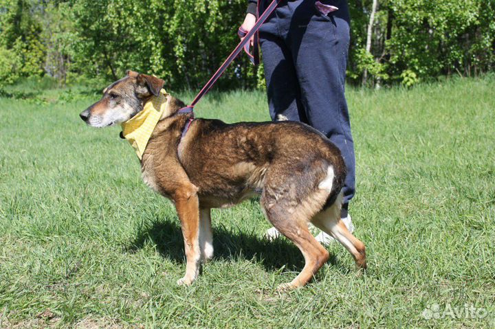 Собака Магда ищет человека, чтобы дарить любовь