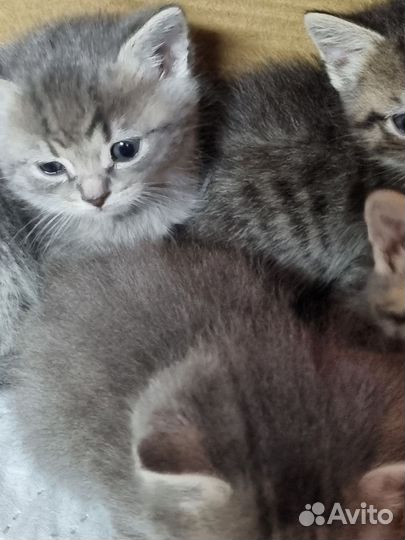 Кошки бесплатно