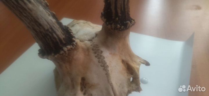 Рога косули