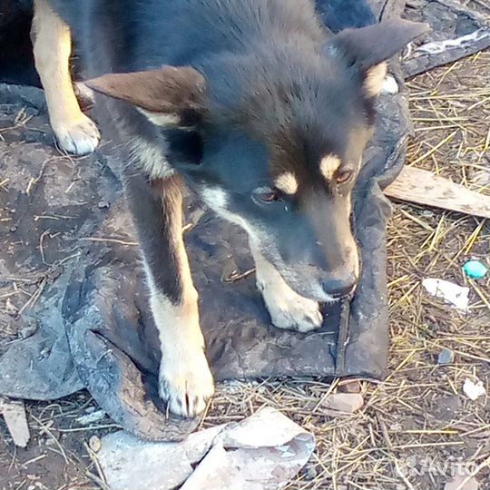 Собаки ищут дом