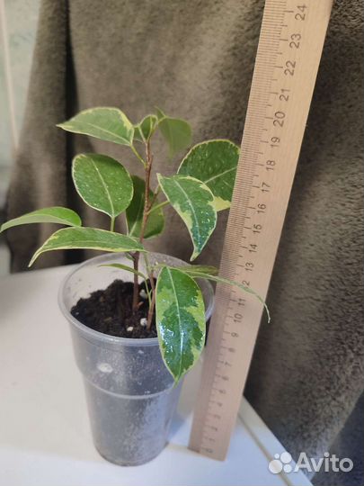 Вариегатный фикус бенджамина Бафт 2 черенка