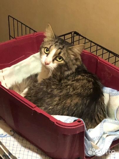 Кот нуждается в доме