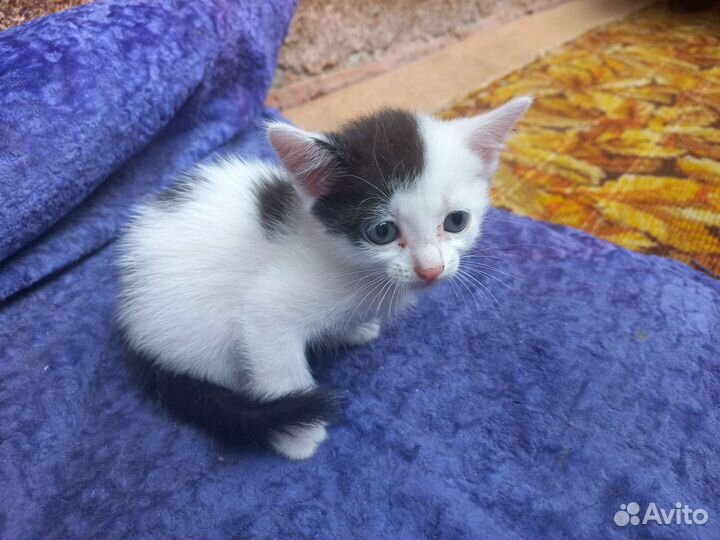 Котята бесплатно