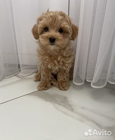 Мальтипу f1 мальчик