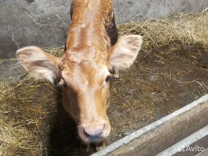 Продам тёлочку