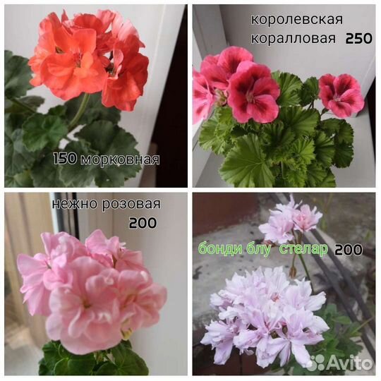 Герани пеларгонии самые нежные