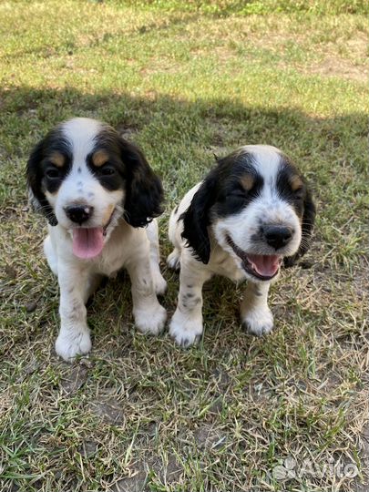 Щенки русского спаниеля