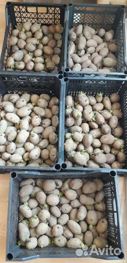 Семенной картофель