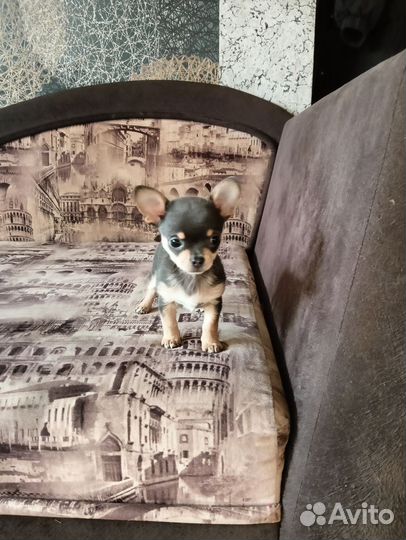 Щенок чихуахуа мини