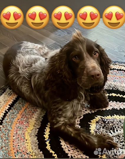 Спаниель ищет подружку