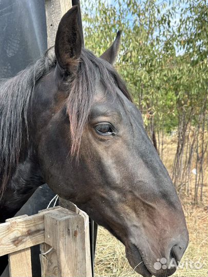 Жеребчик Къ