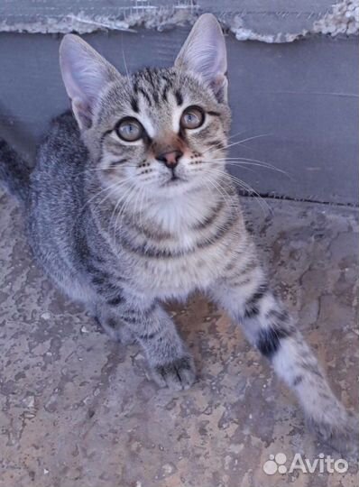 Красивые маленькие котята замерзают,мышеловы