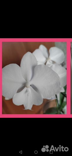 Орхидея фаленопсис биг лип