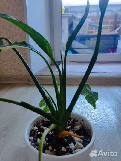 Спатифиллум домино