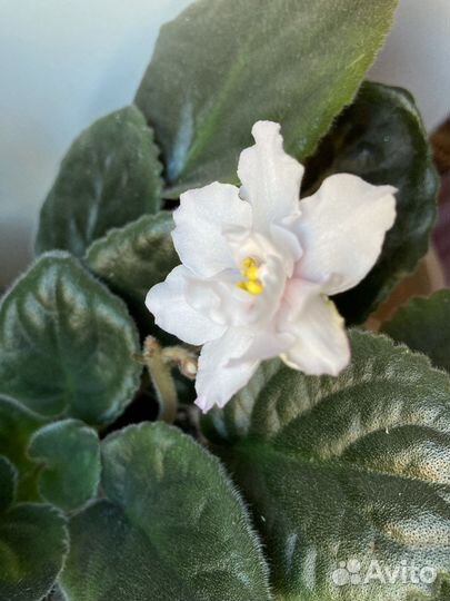 Белая фиалка