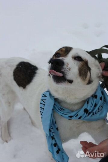 Собака в добрые руки