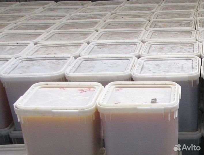 Натуральный свежий мед цветочный оптом