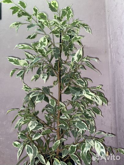 Фикусы на срез