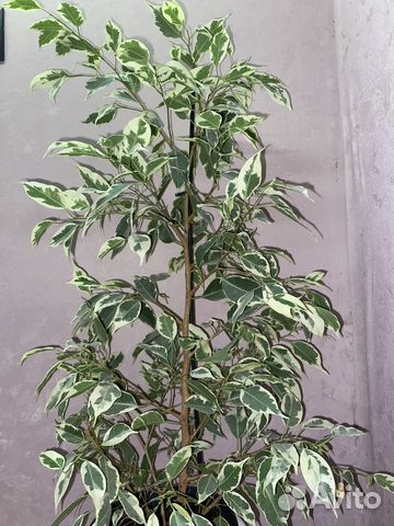 Фикусы на срез