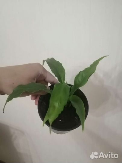 Спатифиллум