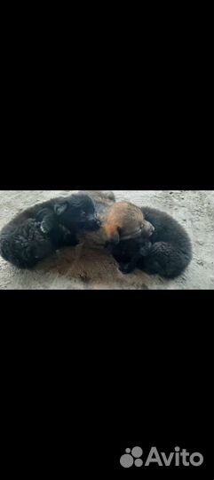 Ищут дом очаровательные малыши