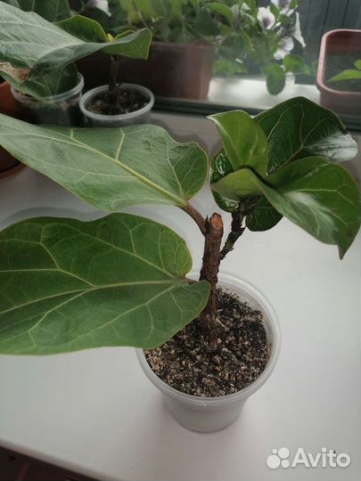 Фикус лирата бамбино