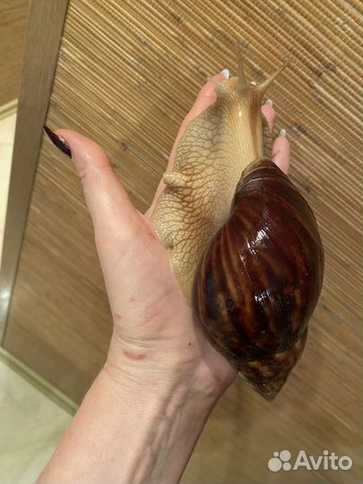 Улитки ахатины большие