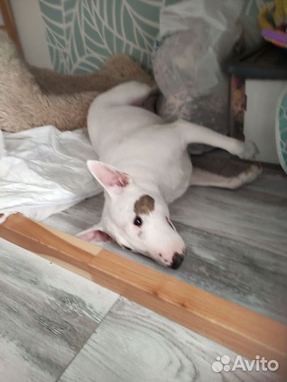 Карликовый бультерьер