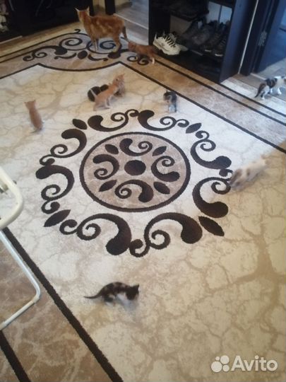 Котята