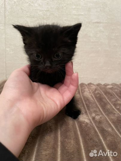 Отдам котят в дорые руки
