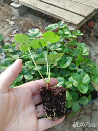 Клубника ремонтантная