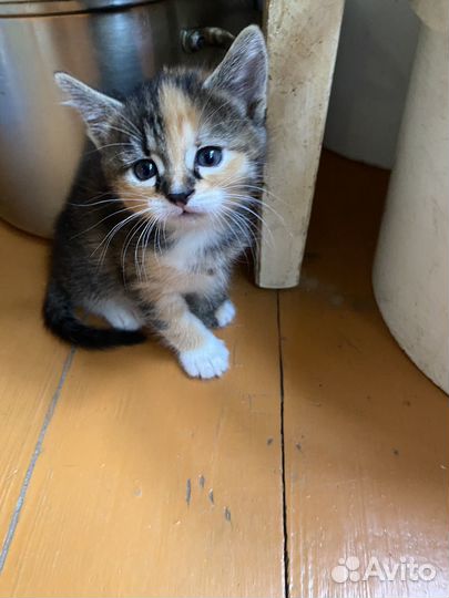 Котята в добрые руки 1 месяц