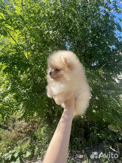 Померанский шпиц девочка мини