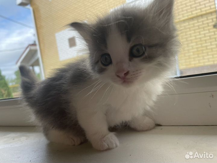 Котята